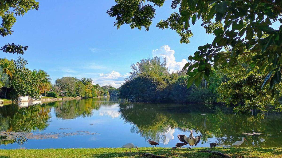 Lago cerca de Corydon Drive en Miami Springs, donde la policía afirma haber disparado y matado a un coyote que representaba un peligro para la seguridad pública.