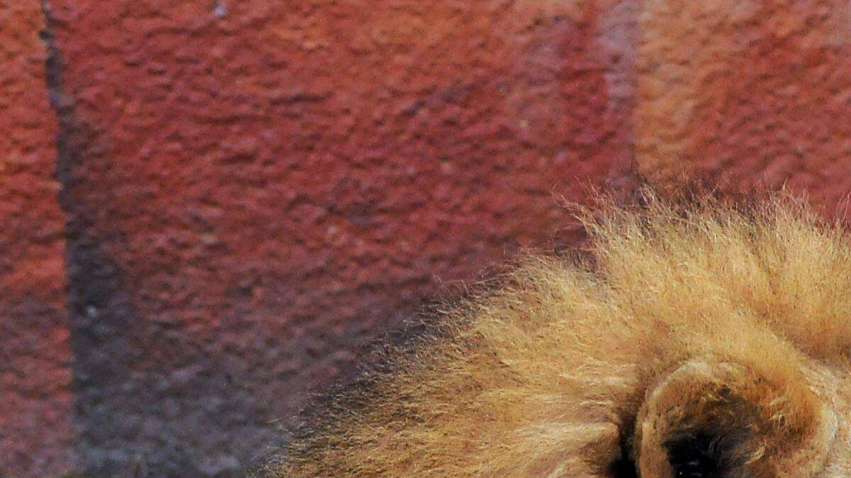 (Archivo) Hubert, izquierda, y Kalisa, leones africanos del zoológico de Los Ángeles.