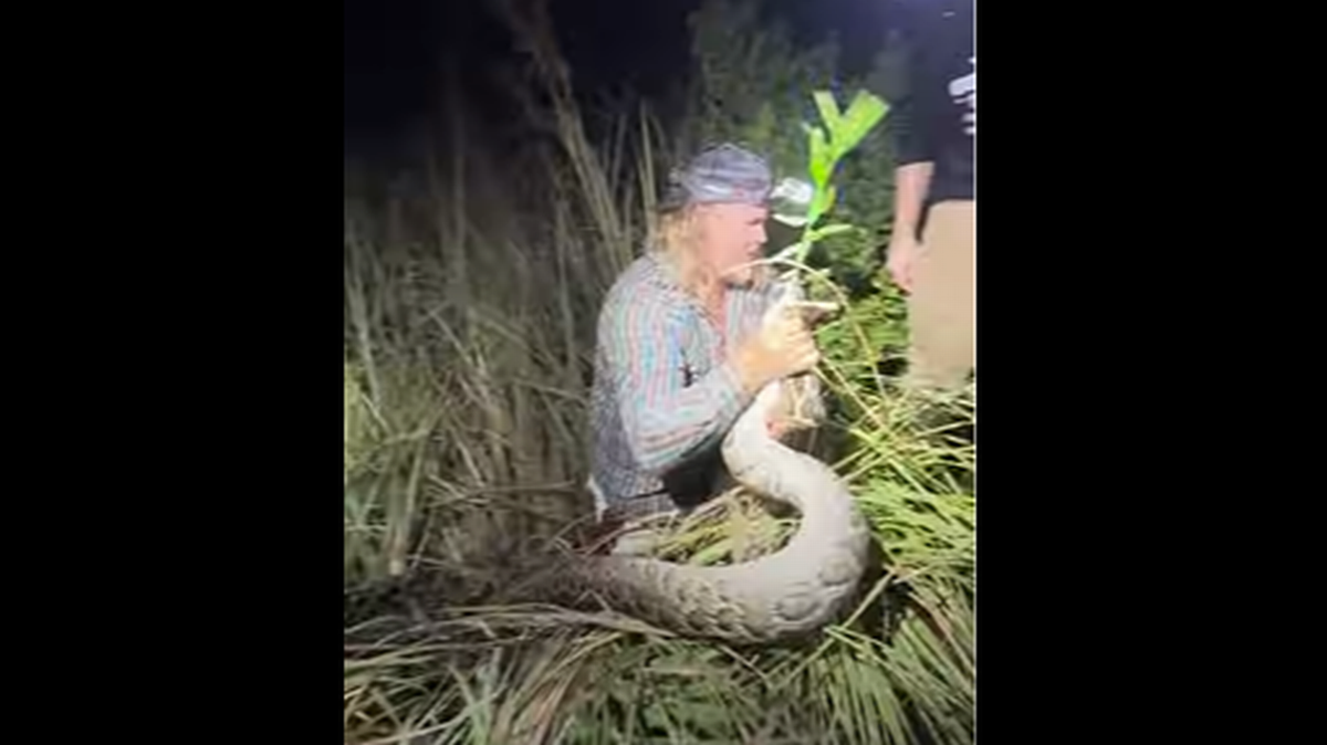 Un grupo de hombres que cazaba reptiles en los Everglades de la Florida cazó una pitón birmana que había devorado una iguana invasiva.