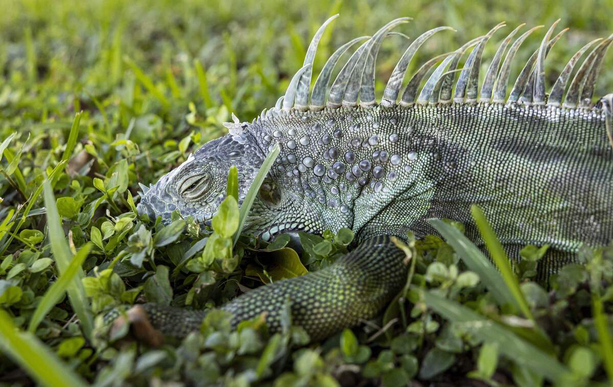 Se puede ver una iguana congelada en la hierba cuando un frente frío azotó el sur de la Florida el domingo 1ro. de febrero de 2026, en Pembroke Pines, Florida.