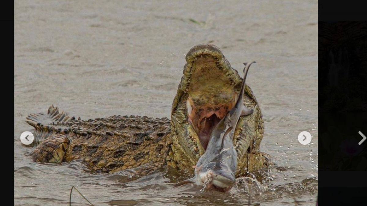 Un cocodrilo devora a un tiburón.