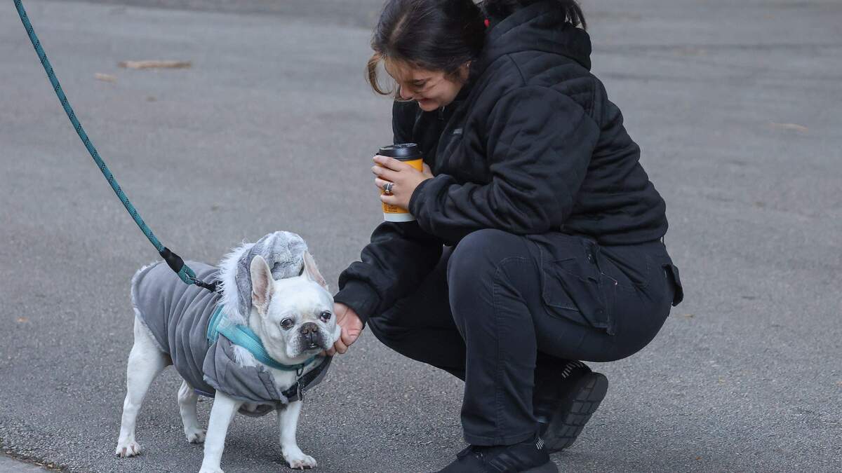 El bulldog francés Theo recibe un cálido saludo de la guardia de seguridad Samantha Rodríguez, de 25 años. Ambos visten ropa adecuada para un clima frío, ya que las temperaturas descendieron debido a la llegada de aire ártico el martes 11 de noviembre de 2025 en Miami, Florida.