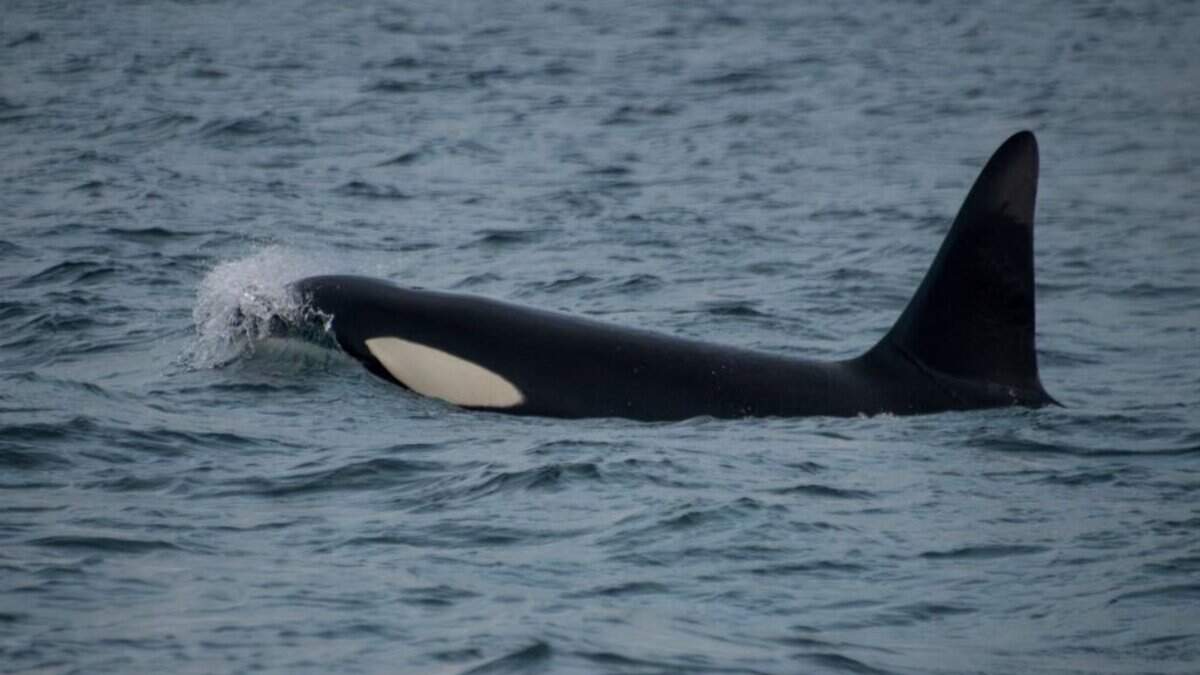 Esta imagen muestra a una orca macho (*Orcinus orca*) nadando cerca del fiordo de Skjervøy, en el norte de Noruega —dentro del Círculo Polar Ártico—, el 15 de noviembre de 2024. Un enorme cementerio de ballenas descubierto en el sureste del océano Índico es el más profundo, extenso y antiguo conocido. La necrópolis, que podría reunir hasta 10 millones de cadáveres, incluye restos tanto modernos como antiguos, con fósiles de 5.3 millones de años.