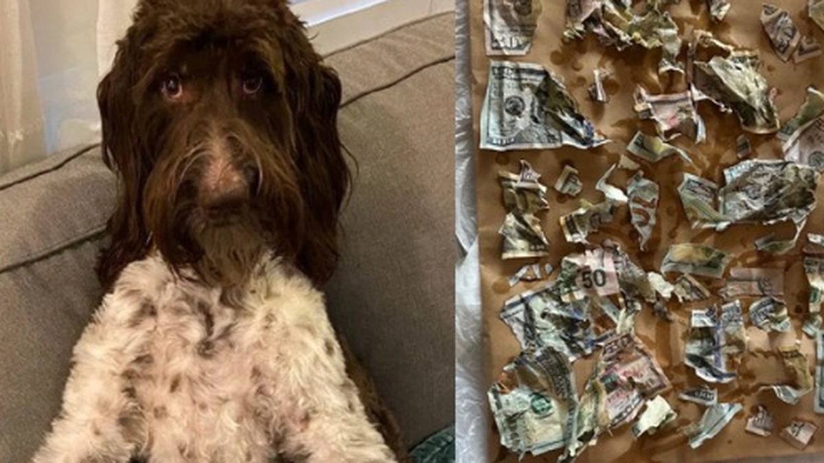 Una pareja de Pensilvania no sale aún de su asombro luego de que su perra Cecil, una goldendoodle de 7 años, se comiera $4,000 que habían dejado en un sobre en la cocina con el que pagarían unas mejoras a su hogar.