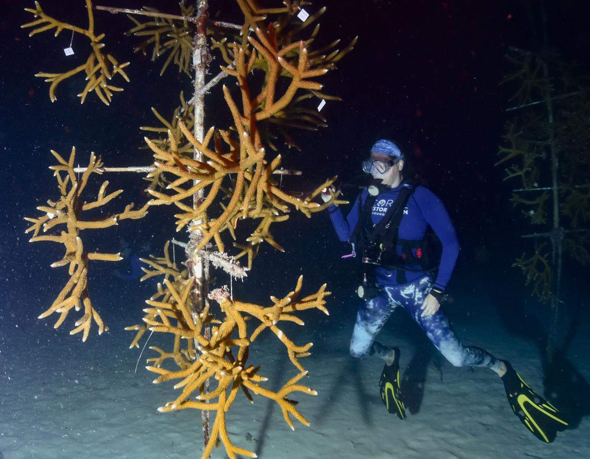 Roxane Boonstra, Administradora de Ecosistemas de Aprendizaje, monitorea un árbol de coral cuerno de ciervo para detectar desove durante el evento anual de desove de corales el martes 12 de agosto de 2025 en Spawning Alley, un vivero administrado por la Fundación para la Restauración de Corales cerca de Key Largo, Florida.