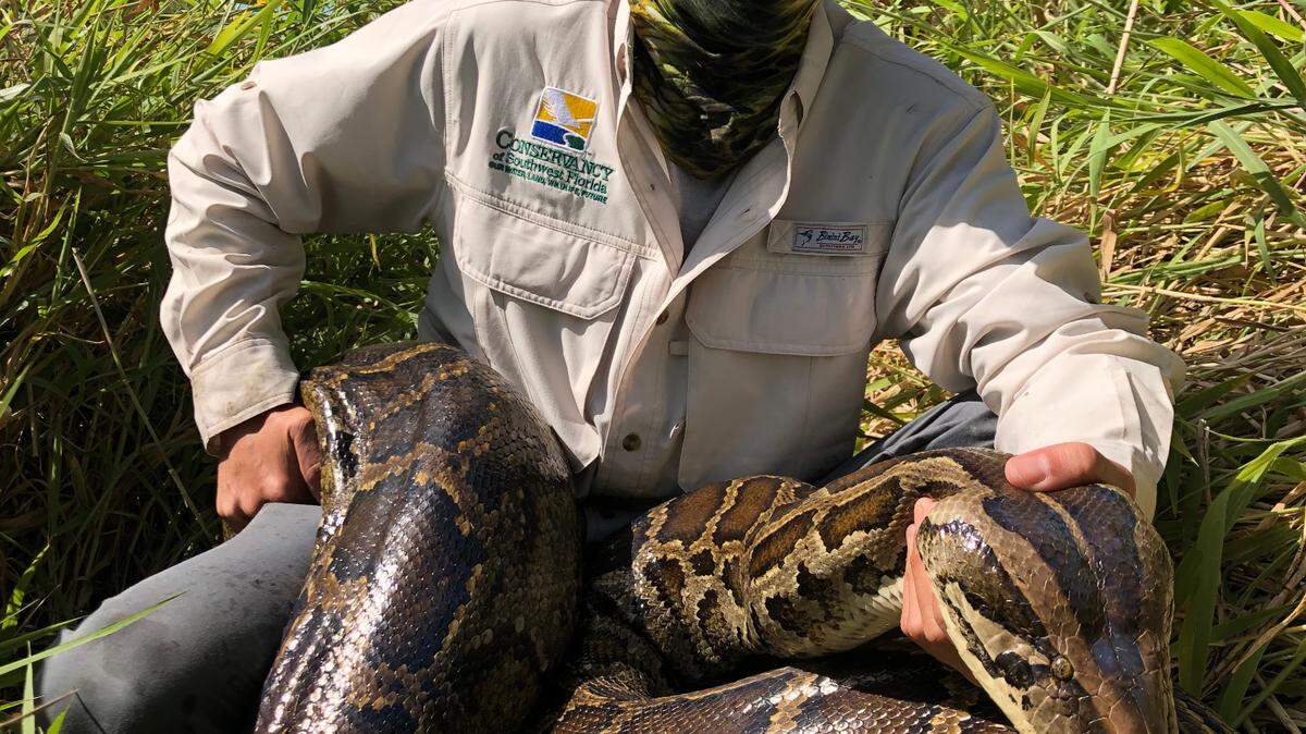 Una pitón de 150 libras que fue localizada por una serpientes “exploradora”. Foto Archivo