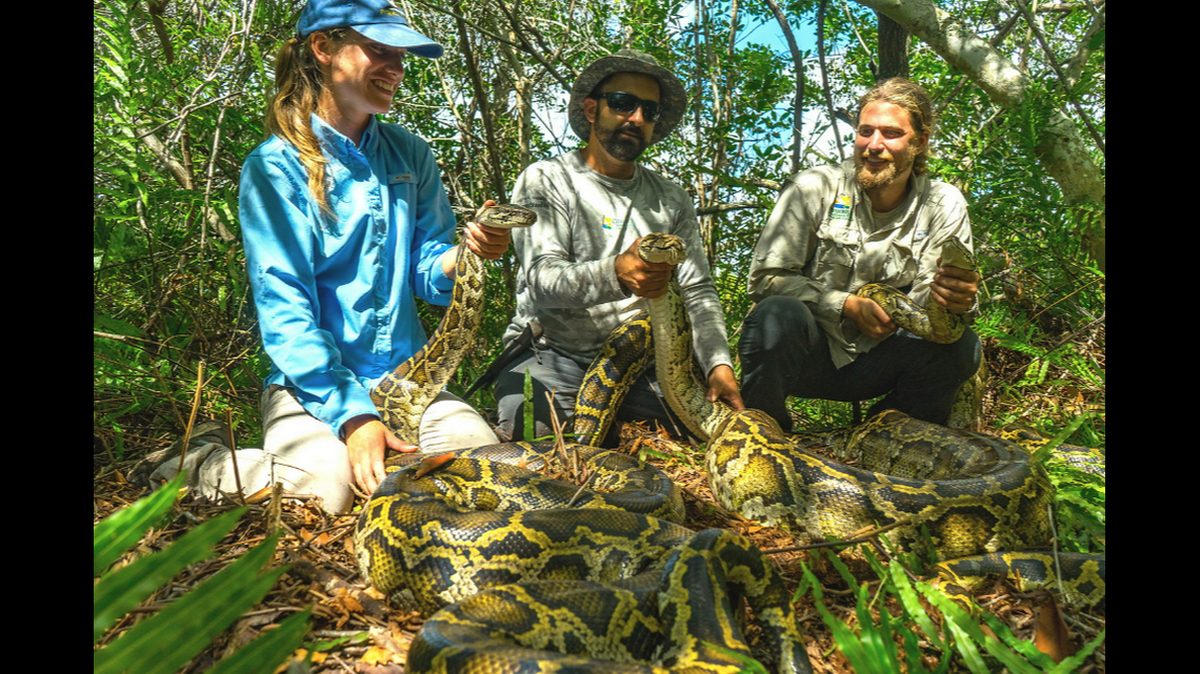 Conservancy of Southwest Florida utiliza pitones macho equipados con transmisores para rastrear a las pitones hembras antes de que puedan poner huevos. Esta foto muestra (de izquierda a derecha) a Jaimie Kittle, Ian Bastoszek e Ian Easterling con algunas de las serpientes capturadas. Foto de Conservancy of Southwest Florida