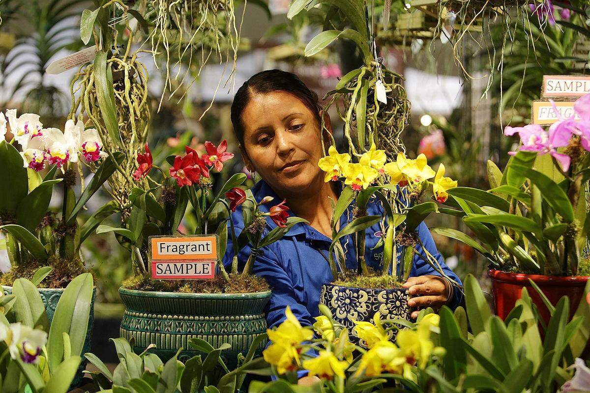 Tamiami International Orchid Festival, del viernes 11 al domingo 13, desde las 10 a.m., Miami Dade County Fair and Expo Center.