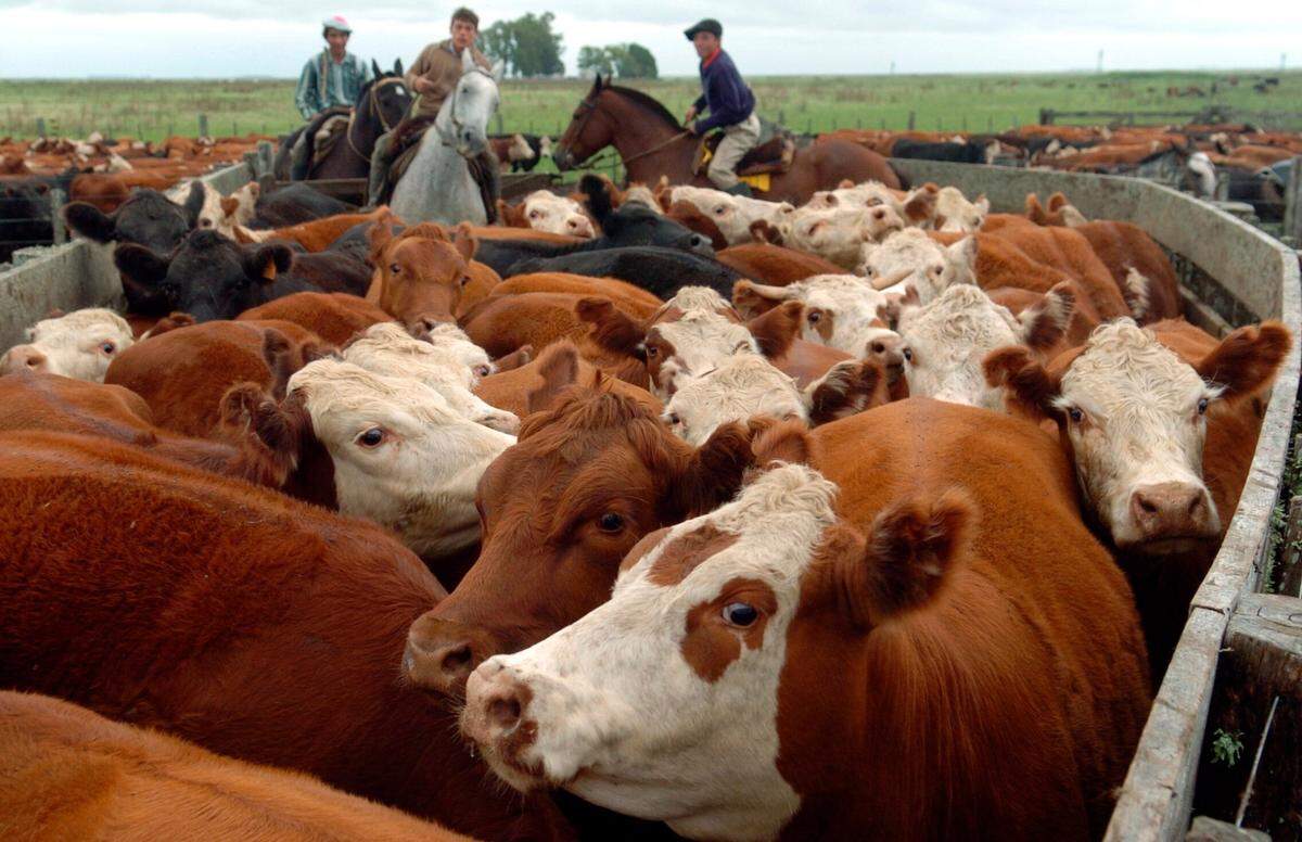 La ganadería es uno de los sectores que más impacto tiene en el medioambiente.