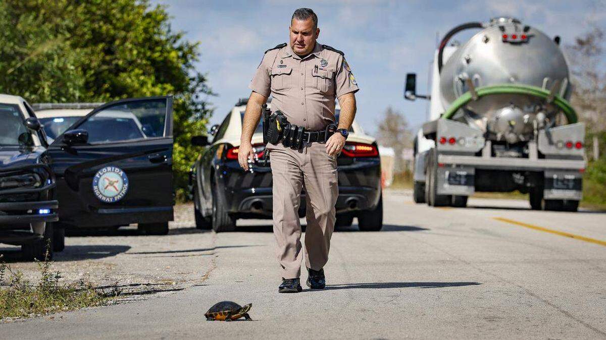 El agente Mark Veloz de la Patrulla de Carreteras de la Florida (FHP) evita que una tortuga termine atropellada frente a la entrada principal de Alligator Alcatraz. El centro de detención de migrantes a lo largo del Sendero Tamiami se encuentra en el Aeropuerto de Entrenamiento y Transición Dade-Collier, dentro de la Reserva Nacional Big Cypress en Ochopee, Florida, el miércoles 19 de noviembre de 2025.