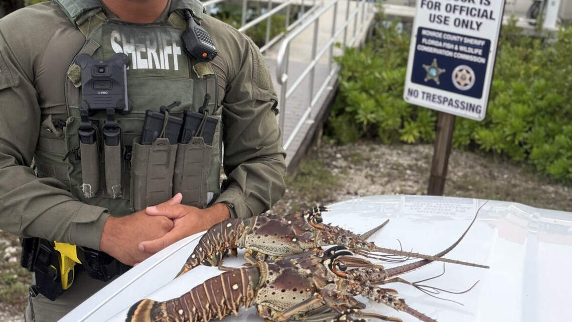 Arrestan a hombre por tener langostas demasiado pequeñas en los Cayos de Florida