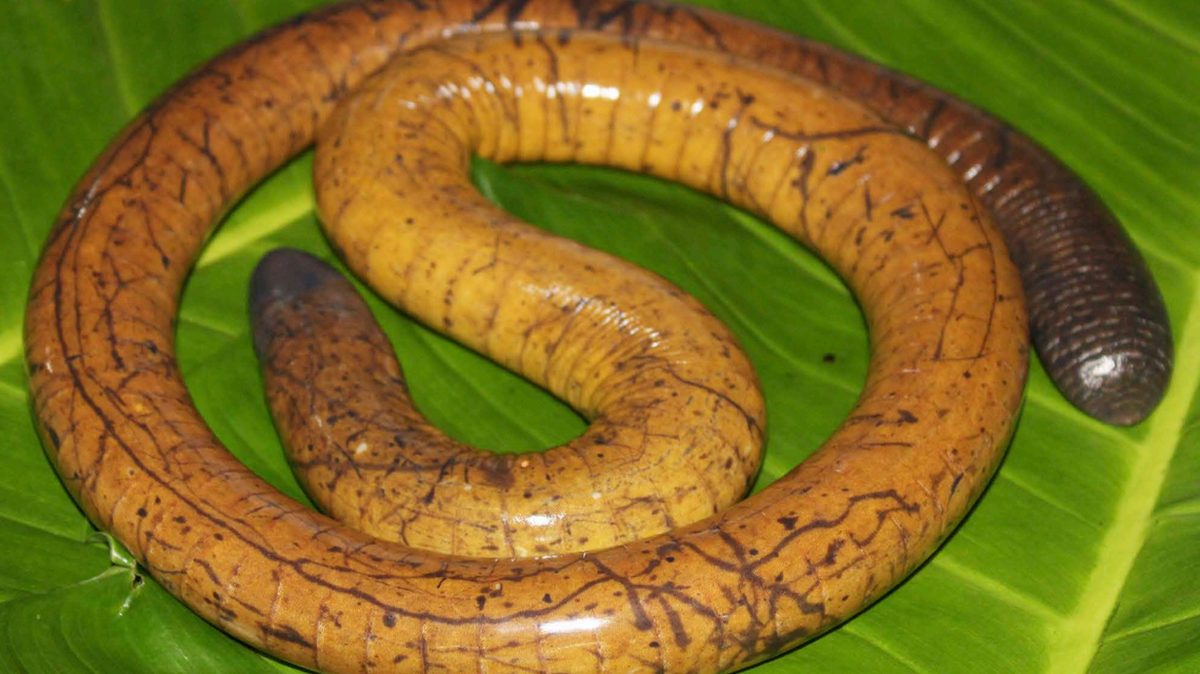 La salamandra caecilia tesoro tiene “el aspecto de una serpiente, pero sin escamas visibles”. 