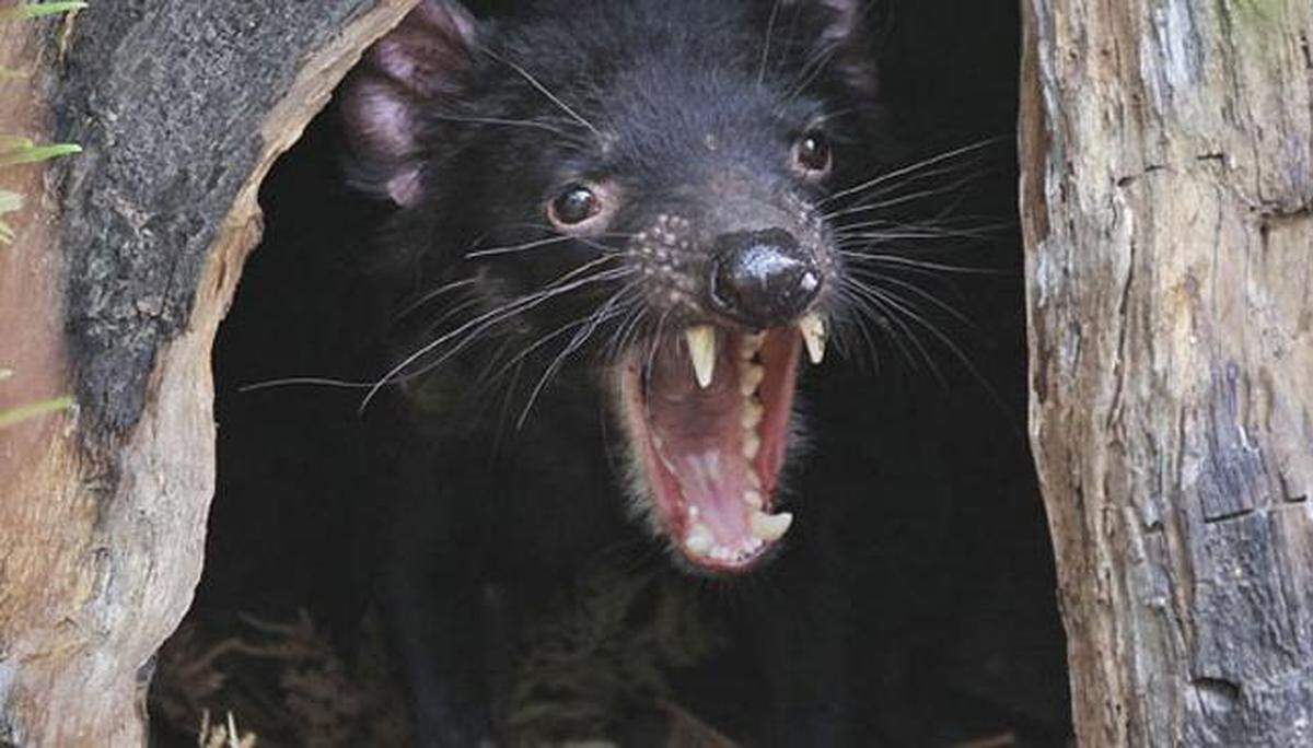 El demonio de Tasmania. AP-Archivo