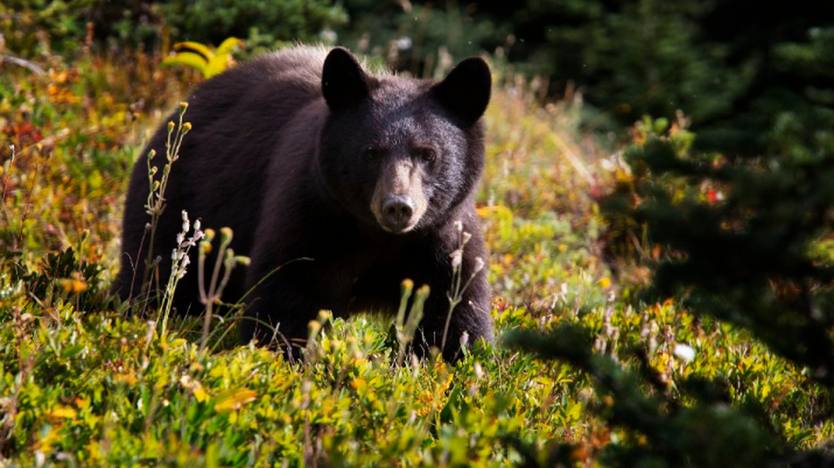 Los osos negros son la única especie de plantígrados que se encuentra en Florida, según la Comisión de Conservación de Vida Silvestre y Pesca de la Florida (FWC).