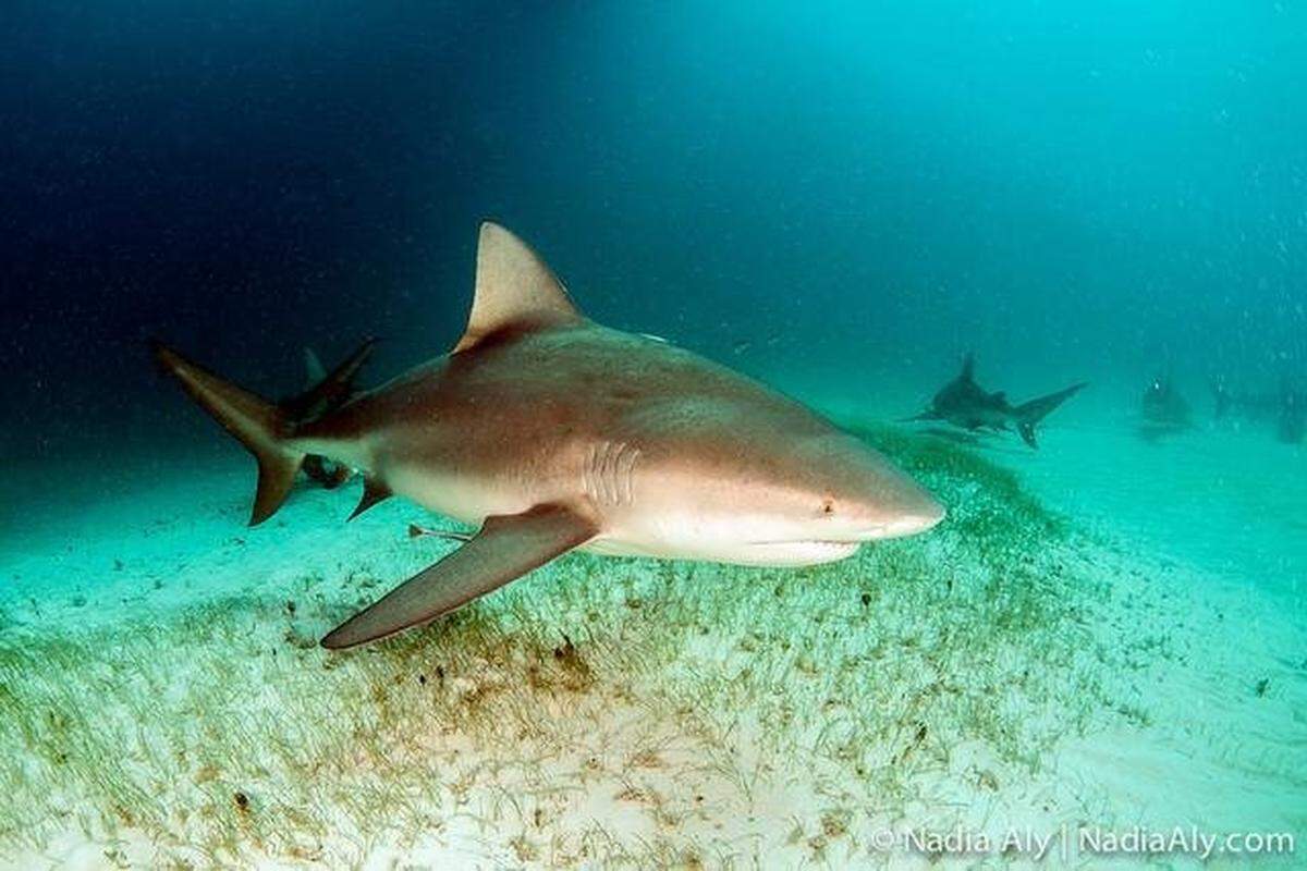 Foto de archivo. &nbsp;Un bañista que fue mordido en un brazo y una mano por un tiburón en una playa de Siesta Key, en la costa oeste de Florida, casi muere desangrado mientras caminaba tratando de encontrar auxilio, informaron este miércoles medios locales.