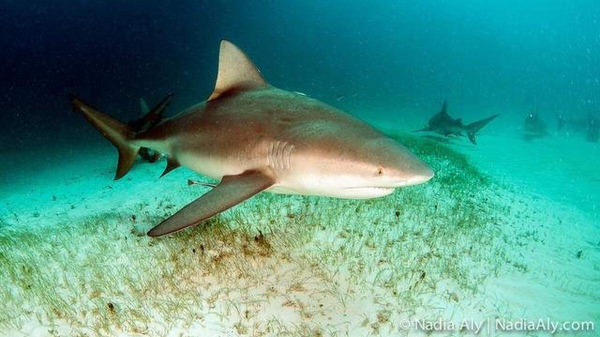Un bañista que fue mordido en un brazo y una mano por un tiburón en una playa de Siesta Key, en la costa oeste de la Florida, casi muere desangrado mientras caminaba tratando de encontrar auxilio, informaron este miércoles medios locales. Foto de archivo.