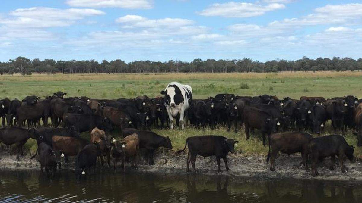 Nickers, un toro de la raza Holstein Friesian, tiene siete año y es más del doble del tamaño del resto del rebaño en Myalup, Australia Occidental.