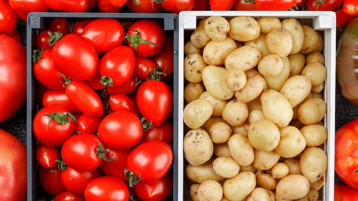 Aunque Etuberosum y los tomates son especies distintas, compartieron un antepasado común hace unos 14 millones de años. Incluso después de divergir durante unos 5 millones de años, pudieron cruzarse y dieron lugar a las primeras plantas de patata con tubérculos hace unos 9 millones de años.