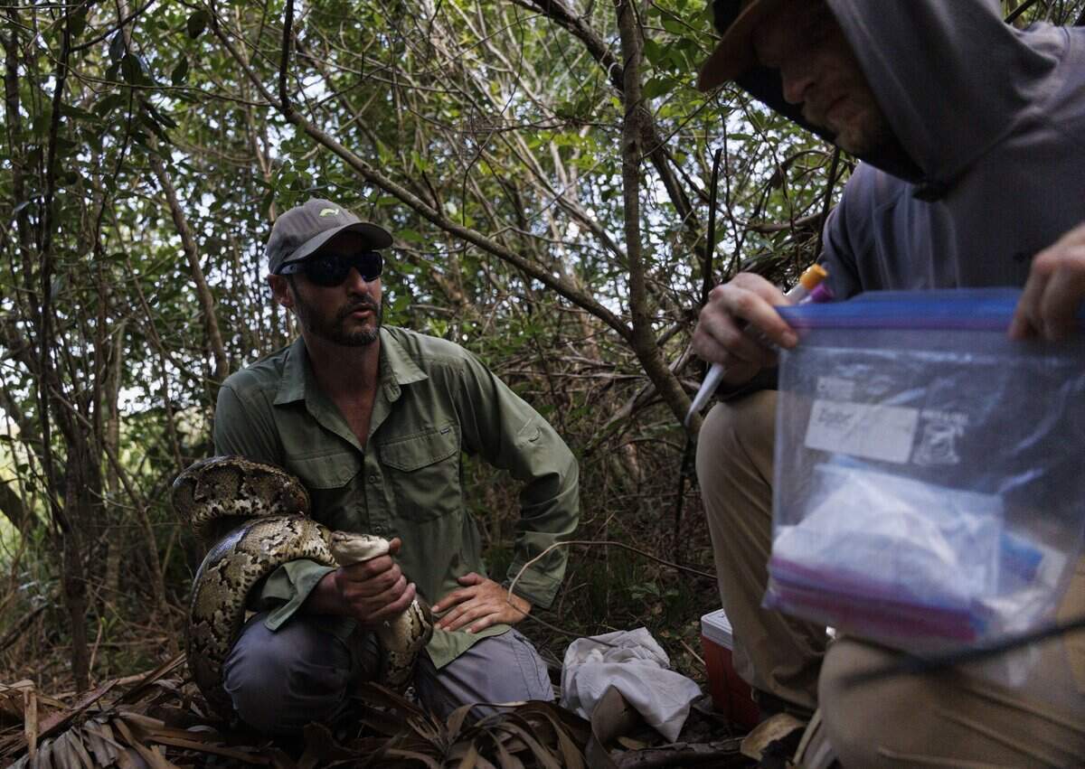 Eric Suárez, coordinador del programa de investigación de Croc Docs de la Universidad de la Florida, sostiene a la pitón hembra mientras Brandon Welty —biólogo de vida silvestre y coordinador de investigación de especies invasoras, a la derecha— busca material de pruebas para recopilar datos durante una expedición para recolectar huevos de pitón el martes 30 de junio de 2026.
