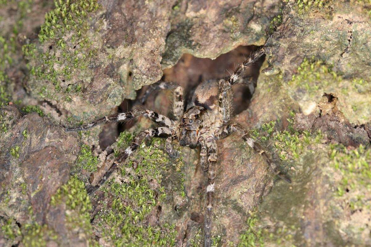 Una hogna arborea, también llamada araña lobo trepadora taiwanesa, observando desde el hueco de un árbol.