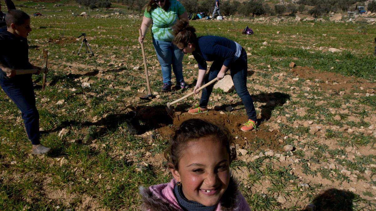 Estudiantes norteamericanos del rabinato plantan árboles de oliva cerca del West Bank al sur de Hebrón.