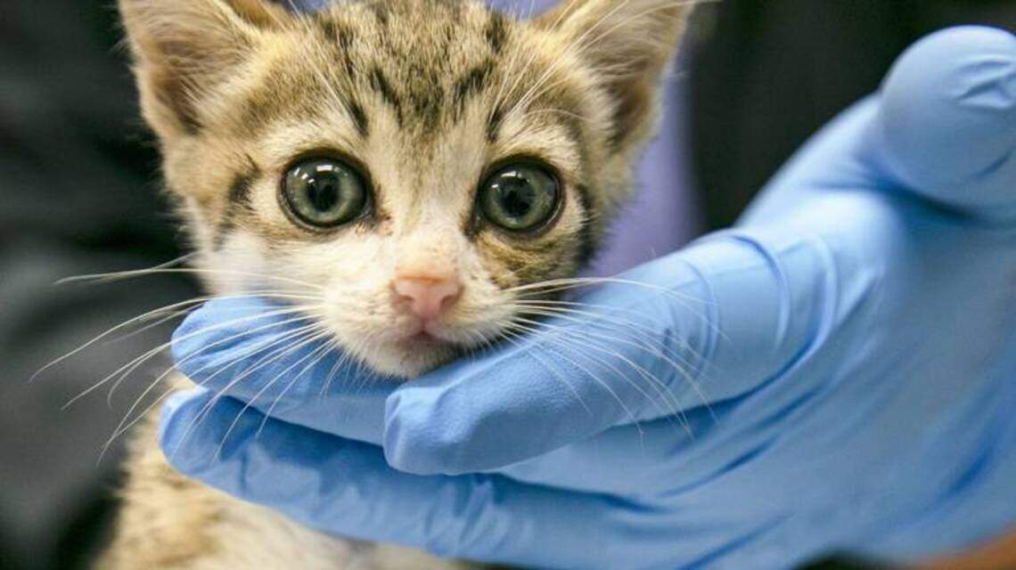 Are you struggling to feed your pets? Miami-Dade Animal Services wants to help