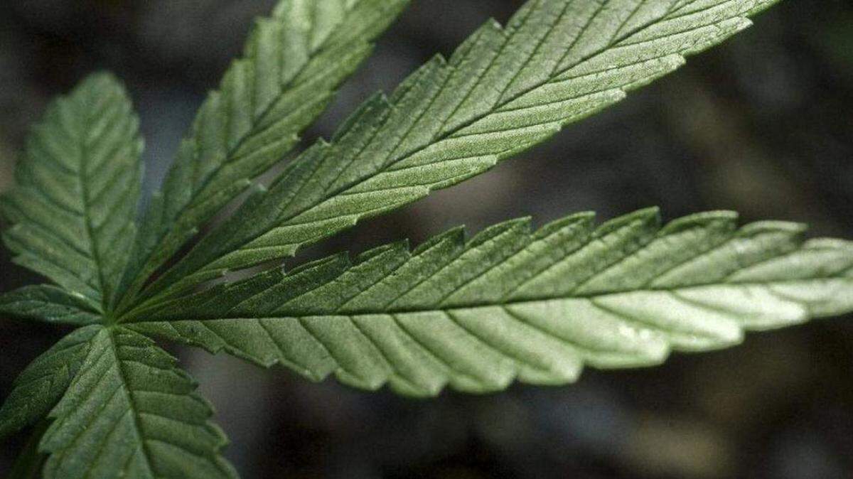 Un avión privado procedente de Miami transportaba 261,6 kilos de ‘marihuana prémium’, informaron las autoridades de Paraguay.