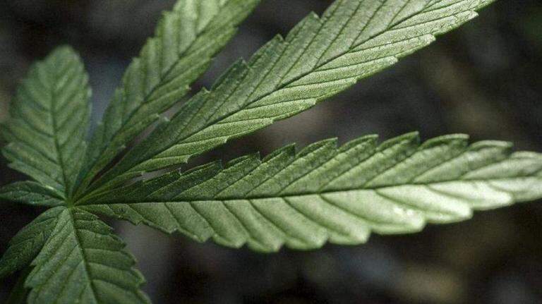 Un avión viajó de Miami a Paraguay cargado con ‘marihuana prémium’: autoridades revelan detalles