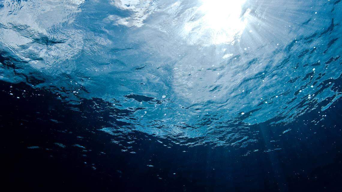 Scientists found a “flower”-like sea creature with 22 tentacles and discovered a new species, a study said.