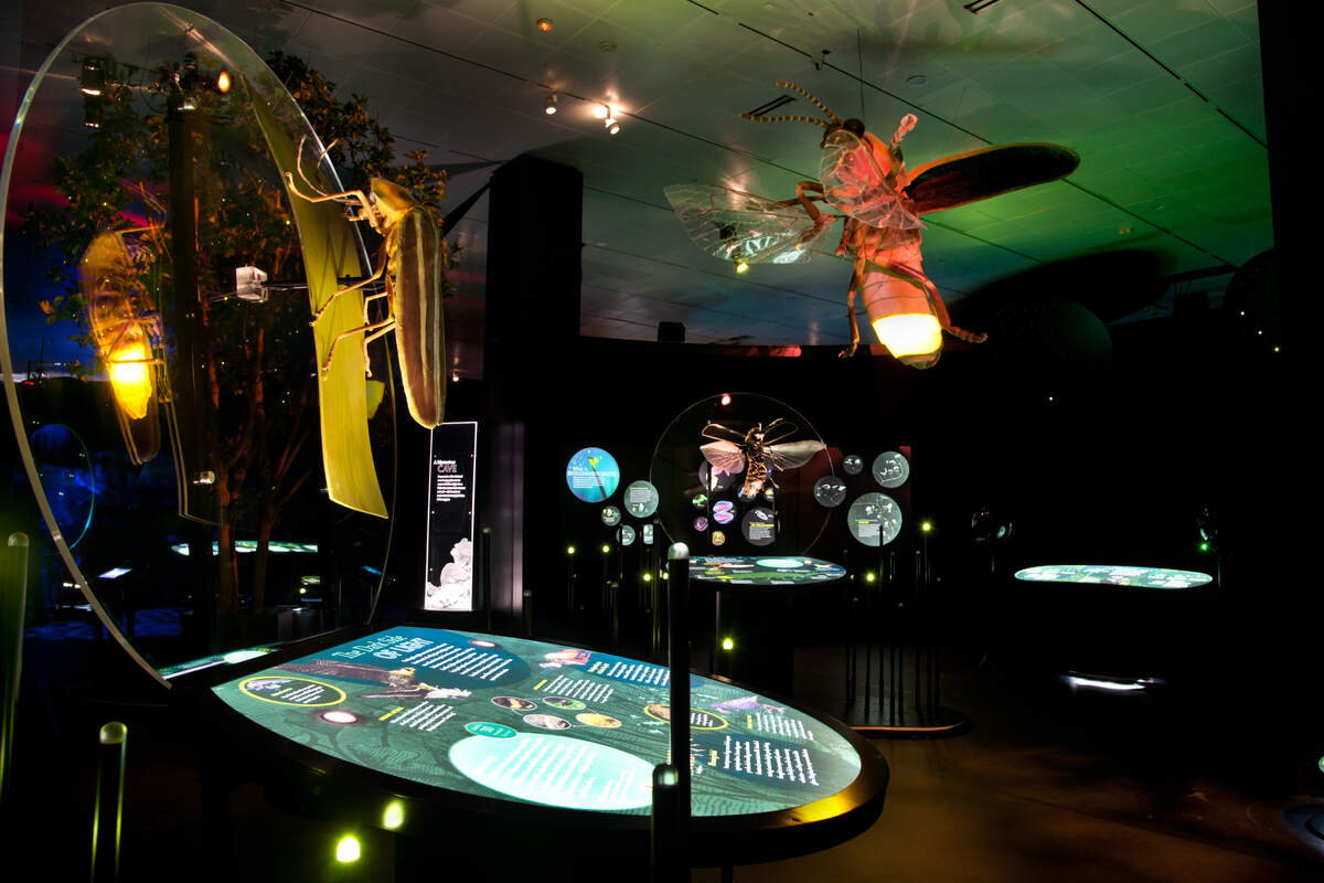 Descubre los misterios resplandecientes de la naturaleza, desde el sábado 6 de octubre en el Frost Science Museum.