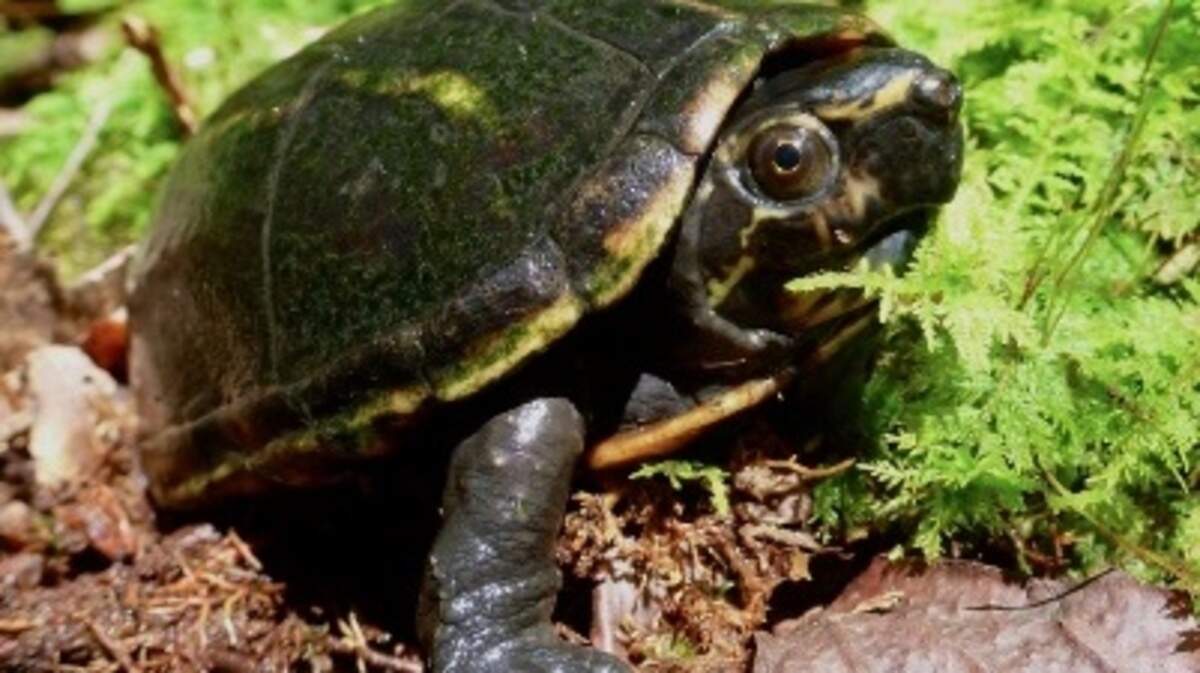 Un hombre de la Florida y su empresa fueron condenados por traficar con fines de lucro a cientos de tortugas de la Florida capturadas ilegalmente, incluidas la especie de barro de tres rayas (Kinsperson baurii).