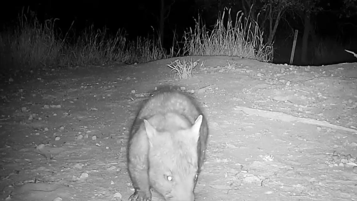 Una cámara de vida silvestre captura en acción a uno de los mamíferos más amenazados del mundo