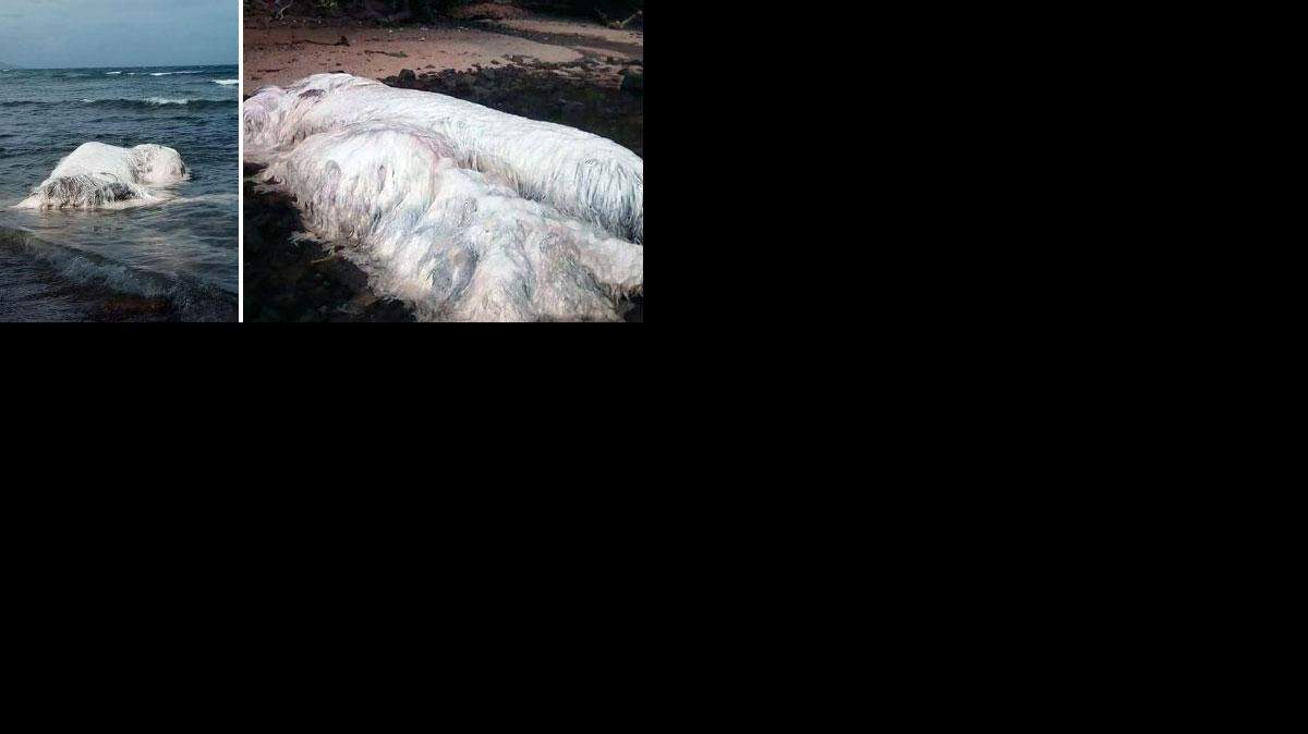 La criatura blanca y peluda ha sido la gran noticia de la semana, y ha estado atrayendo a visitantes a la playa para tomarse selfies con la insólita bestia. 