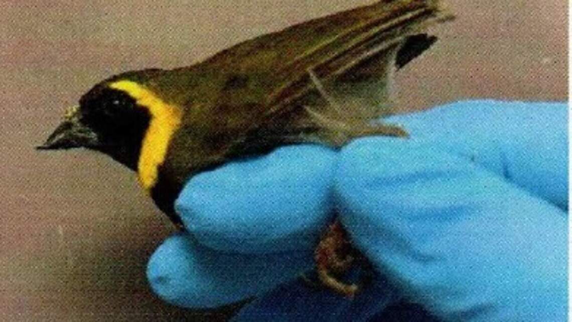 Otro hombre llega al Aeropuerto de Miami con aves escondidas en los pantalones