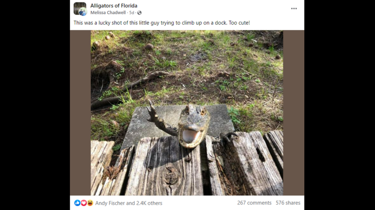 Muchos comentaristas dijeron que el caimán parece estar “sonriendo y saludando” en esta foto tomada por Melissa Chadwell en Florida. Captura de pantalla de Melissa Chadwell en Facebook