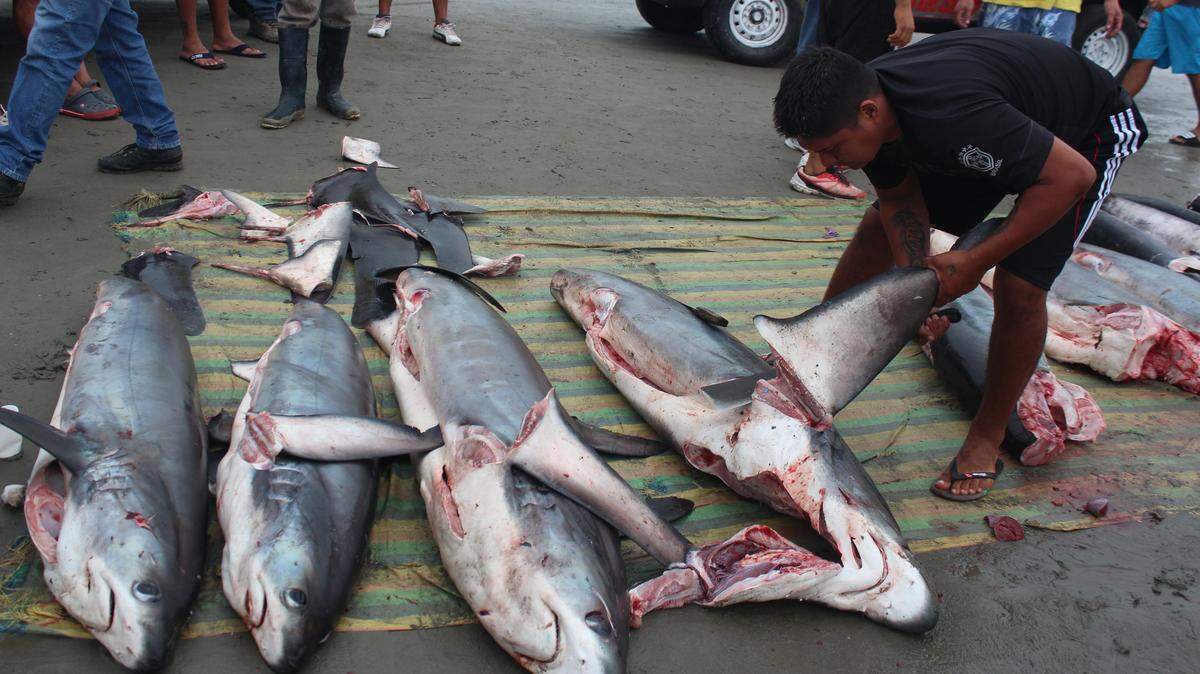Un pescador corta las aletas a tiburones llevados a tierra en Manta, Ecuador.