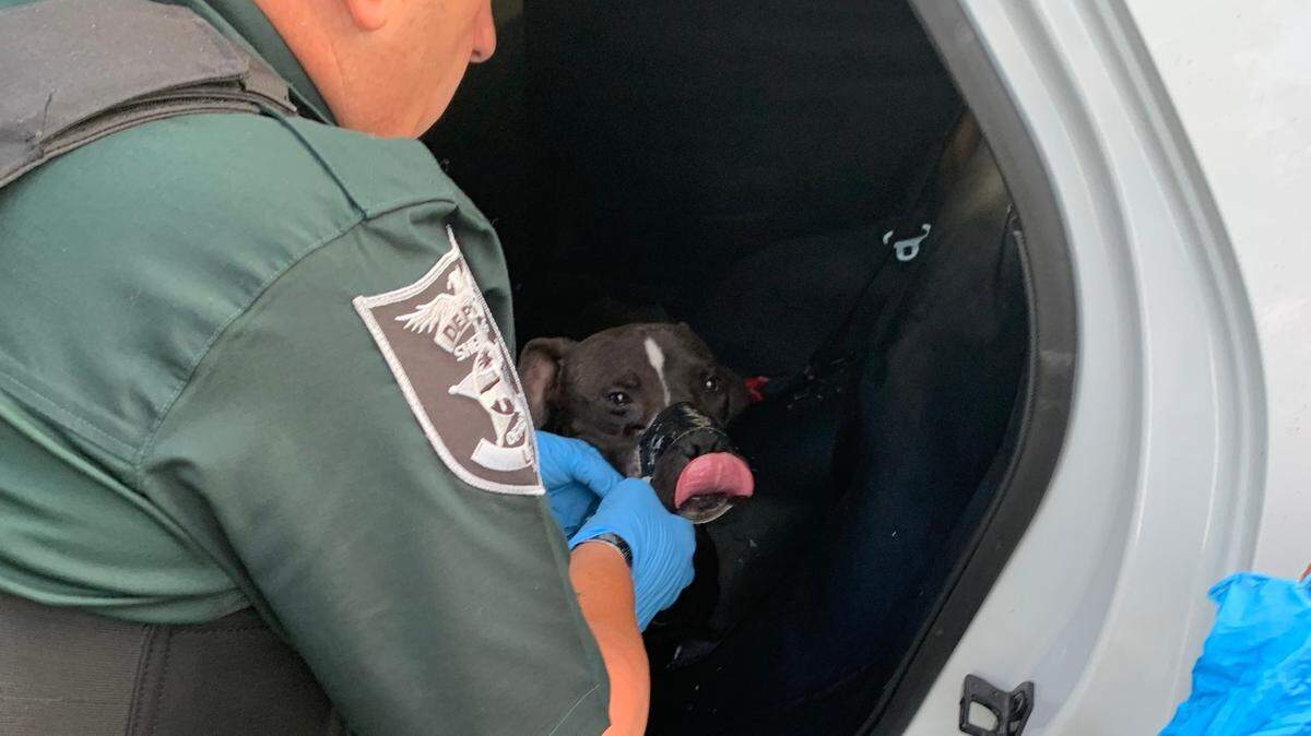 El perro, “Paco”, fue encontrado cojeando solo el pasado lunes cerca de una gasolinera en la localidad de North Fort Myers y llevado a un centro de los Servicios de Animales Domésticos del citado condado.