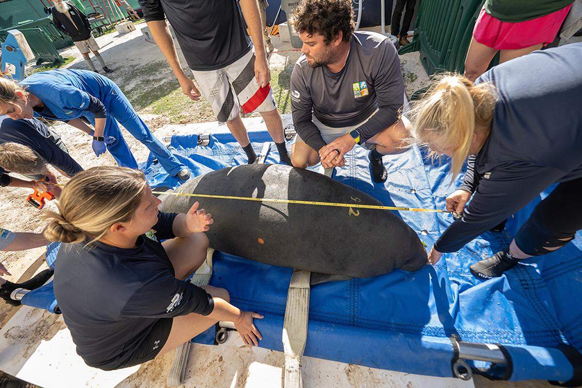 El Zoo Miami trasladó a dos manatíes a SeaWorld en Orlando.