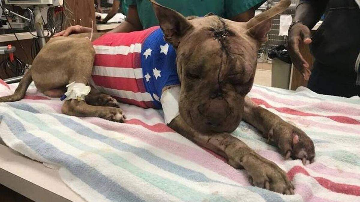 Ollie fue llevado al VCA Hollywood Animal Hospital después de haber sido apuñalado más de 50 veces y dejado en una maleta.  