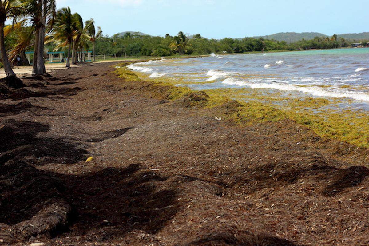 La orilla de la playa Los Machos en Ceiba, Puerto Rico completamente cubierta de sargazo en una imagen de julio de 2019.