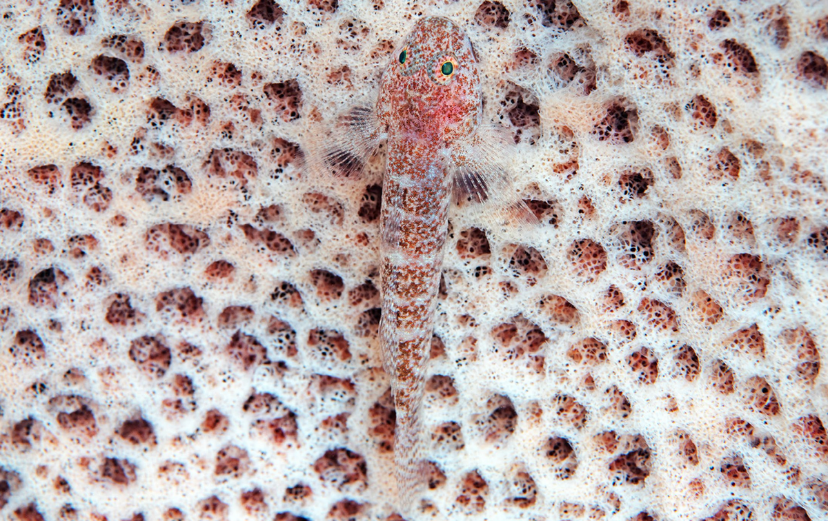 Un bathygobius mero, o frillgoby esponja.