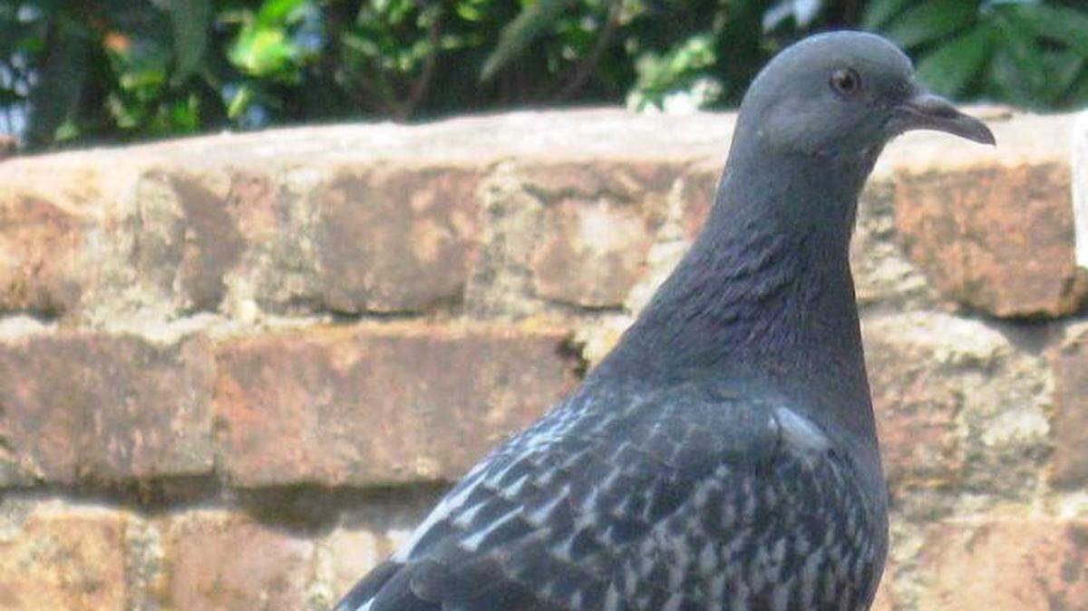 Birds have not had any luck at baseball games this week, after two were killed in separate incidents.