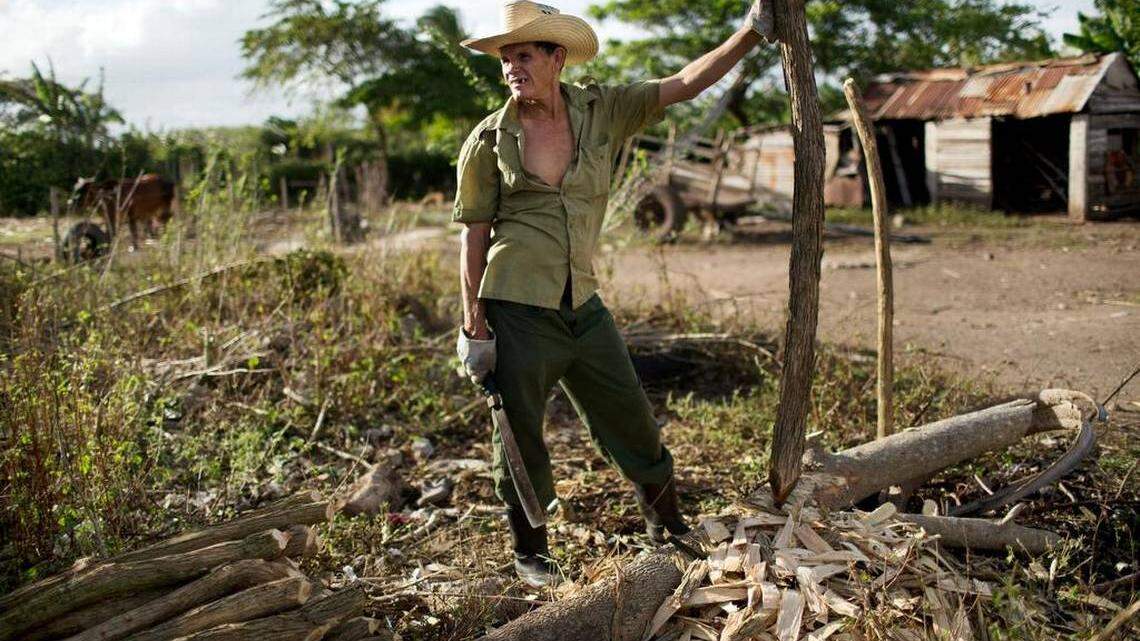 Un campesino limpia de marabú su parcela de tierra.