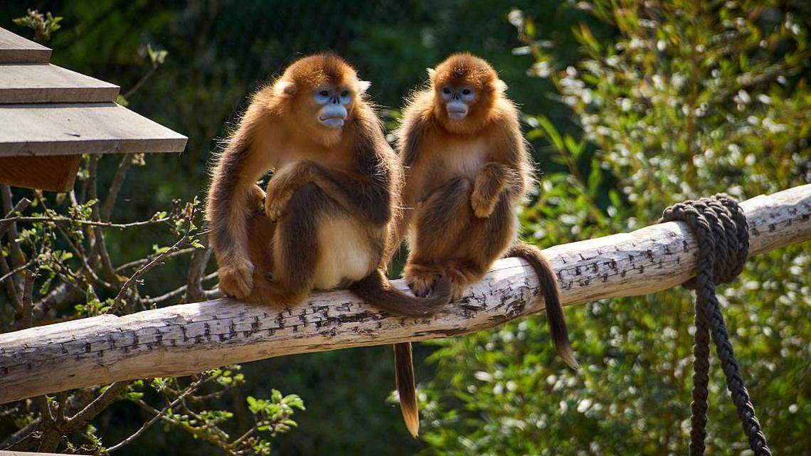 Nace en un parque zoológico de Francia un mono dorado, el primero fuera de Asia