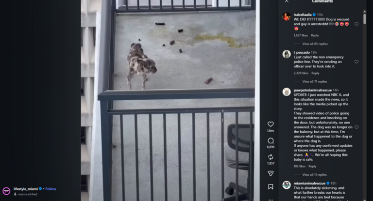 Video viral de perro aparentemente desnutrido en balcón de lujoso apartamento de Miami lleva al arresto de un DJ
