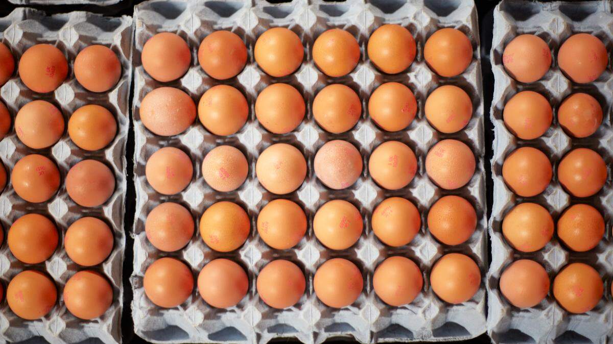 Cuba quiere producir sus propios huevos SPF con fines científicos, para sustituir importaciones.