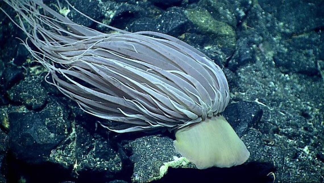 Esta anémona de aguas profundas, “Relicanthus daphneae” —observada durante una expedición de 2016 a bordo del buque “Okeanos Explorer” de la NOAA en la región de las Islas Marianas— no es la “esfera dorada”, pero es una anémona de la misma especie.
