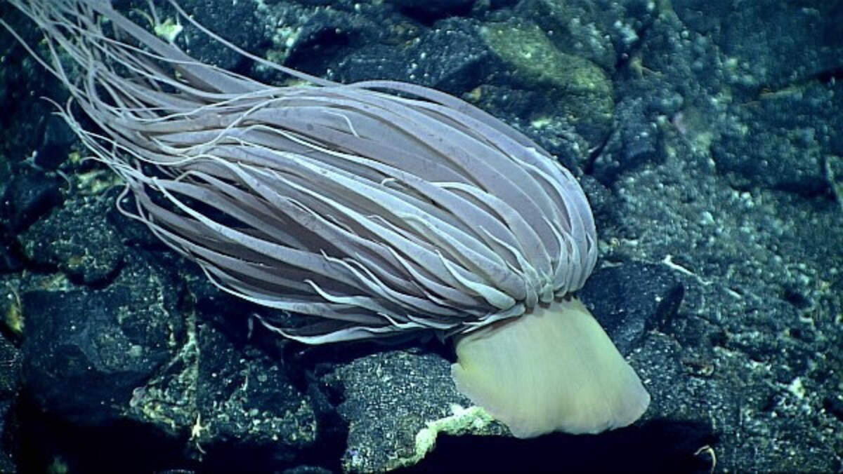 Esta anémona de aguas profundas, “Relicanthus daphneae” —observada durante una expedición de 2016 a bordo del buque “Okeanos Explorer” de la NOAA en la región de las Islas Marianas— no es la “esfera dorada”, pero es una anémona de la misma especie.