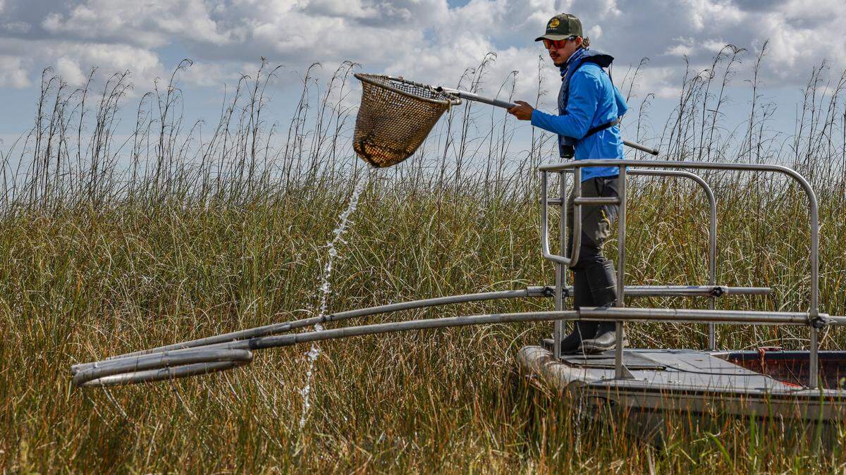 Flavien Garcia, investigador de FIU, pesca anguilas asiáticas en los Everglades el pasado 7 de noviembre. La especie invasora se considera más perjudicial para los Everglades que la pitón birmana.