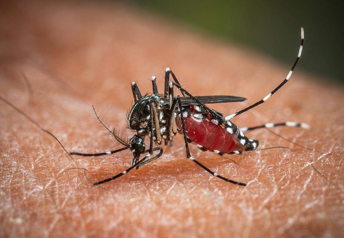 A Pierce County woman was diagnosed with what could be Washington state’s first locally transmitted case of malaria, the Tacoma-Pierce County Health Department said. 